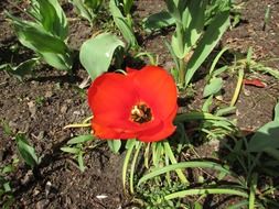 Beautiful red poppy flower in the ground