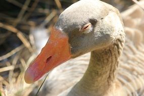 portrait of a gray wild duck in the bright sun