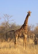 South African park giraffe