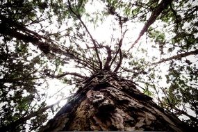 tree with thin branches