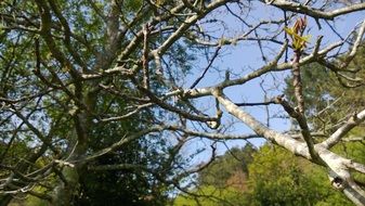 tree branches in Galicia