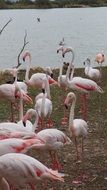 pink flamingos at water, france, RÃ©serve Africaine de Sigean