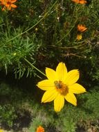 bee on yellow cosmos flower