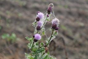 cobwebs on blooming sow thistle