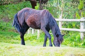 art photo of black horse grazing near a wooden fence