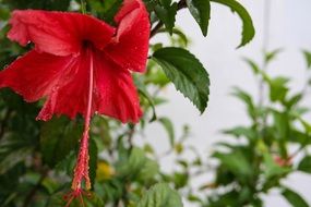 tropical red flower