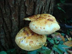 toadstool mushrooms near a tree close-up