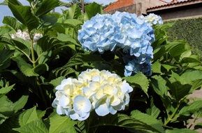 plant with blue flowers in the garden