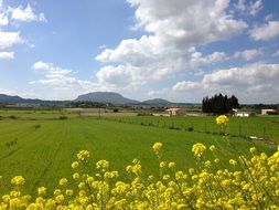 blooming mallorca in spring