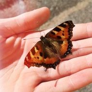 leopard butterfly on hand