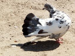 spotted dove in the sand close up