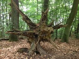 root tree in a forest