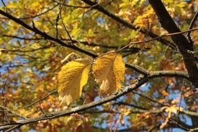 late autumn leaves