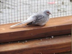 cute little bird