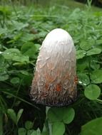 grey comatus mushroom