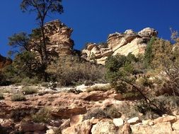 Green trees on a beautiful cliff in a canyon in Arizona