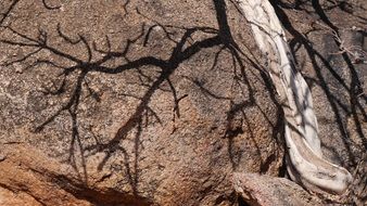 botswana tree rock