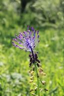 blue leopoldia