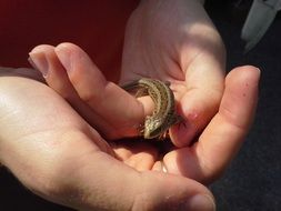 small lizard on female hands