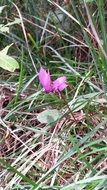 pink cyclamens in the grass