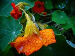 orange flower in drops of water