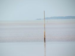 wooden stick in the water near the beach