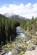 forest trail in canada