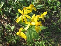 marvelous yellow plant