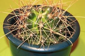 natural cactus in a pot