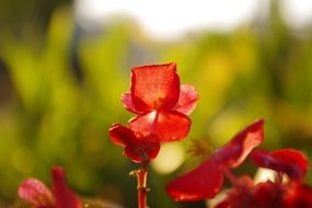 red flowers on the background of green plants