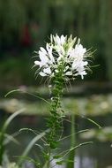 white flower agapanthus in nature