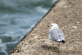 Bird on a seashore