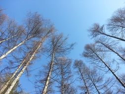 tree tops against the bright sky