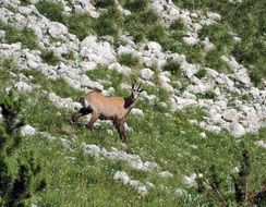 chamois in the mountain