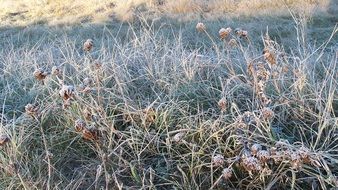 winter frost on the grass close-up