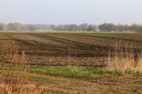 agricultural field