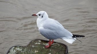 seagull gulls water pinnate