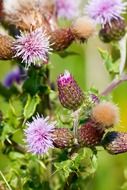 thistle like plant with flowers