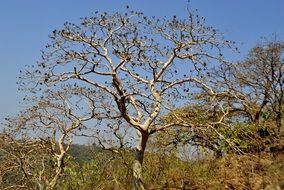 india vegetation plants