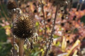 wild dry weed