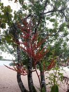 red flowers on a tree on the beach