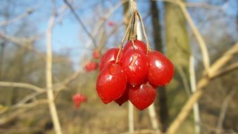 red berries on an autumn tree