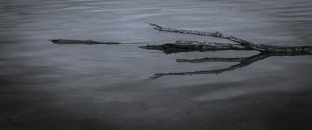 dry branch in water