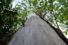 Tree log with no bark on the side and green leaves