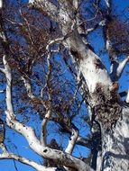 Beautiful and colorful tree branches at blue sky in nature