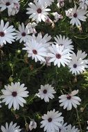 white daisies with purple centers blooming putdoor