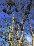 bottom view of the trees with growths