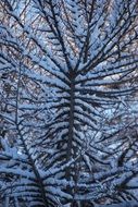 snowy branch at night