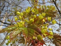 closeup picture of acer platanoides maple tree