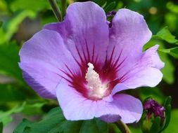 unusually beautiful hibiscus
